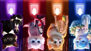 Cute Cats Dance | Wednesday Dance Bloody Mary | Jisoo Flower | Shakira Waka Waka | Elsa Enemy Songs