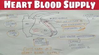 Heart Blood Supply - 2 | Left Coronary Artery | Thorax Anatomy | TCML