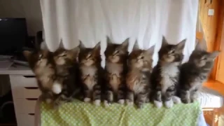 CAT VINE 16 minutes of funny cats best 2016