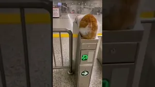 OMG FAITHFUL MRT CAT WAITING HIS BOSS 😻😻😻 #shorts