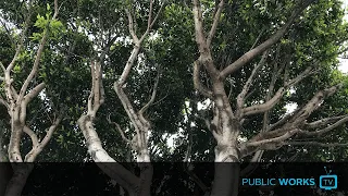 The Ficus Tree Dilemma - EP. 0054