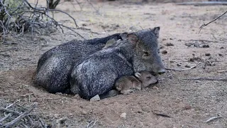 Javelina kids chillin' while mom and dad try to sleep #javelina, #desertanimals, #thosepeskypigs