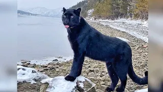 🐆 Luna the panther on the coast 🌲 🐕 Rottweiler Venza still destroyed the drone 🚁