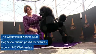 WEB EXTRA: Westminster Dog Show Winner On Victory Tour