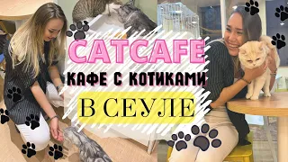Vlog SEOUL: CatCafe, Кафе с котиками в Сеуле😻Гангнам, корейские магазины одежды🤍
