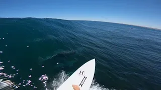 GoPro Awards: Surfing with Dolphins