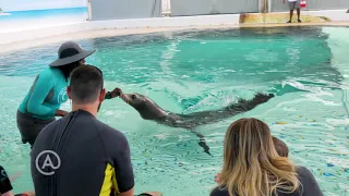 Sea Lion Program - Atlantis Bahamas