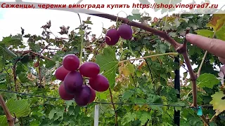 Виноград Художник- молодой саженец, плодоношение после прищипки основного побега, 16 октября