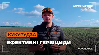 Кукурудза: ефективні гербіциди