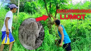 HOW TO HUNT SPIDER | PHILIPPINES FIGHTING SPIDER