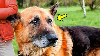 Shepherd Dog Went Missing. 7 Years Later, Its Owners Got Very Shocking News!