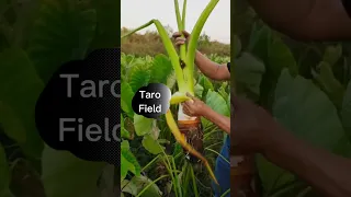 Beautiful Taro Harvest #satisfying #short