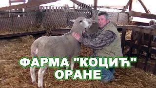 Фарма оваца Коцић у селу Оране