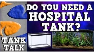 "Hospital Tanks" Tank Talk 8/11/13 BONUS EPISODE Presented by KGTropicals