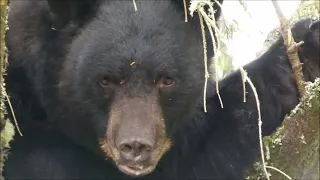 Black bear, Ursus nigra, moaning.