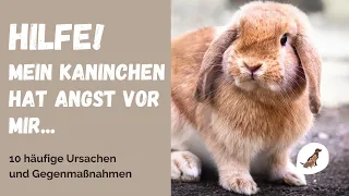 Achtung: Darum hat dein Kaninchen Angst vor dir [10 Gründe]