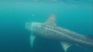 8 Metrelik Köpek Balıkları Çevremizi Sardı! Basking Sharks!