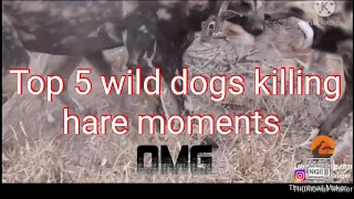 Top 5 wild dogs killing hare moments | wild dogs tear hare in half