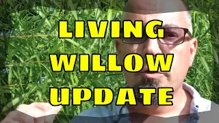 Living Willow Dome Update