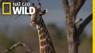 Giraffes 101 | Nat Geo Wild