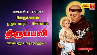 11 Jan 2022 Tamil Mass | Villianur Lourdes Shrine | Holy Cross Tv | Daily Tv Mass | Holy Mass | Mass