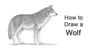 How to Draw a Wolf