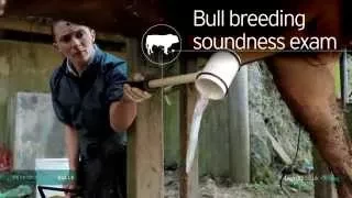 Reproductive Bulls Bull Breeding Soundness Exam 222