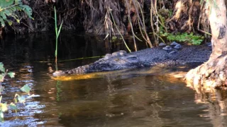 4K] Saltwater Crocodile, Yellow water cruise, Kakadu, NT, Australia