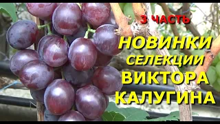 Сигнальное плодоношение новых гибридных форм винограда селекции В. Калугина. 3 ЧАСТЬ