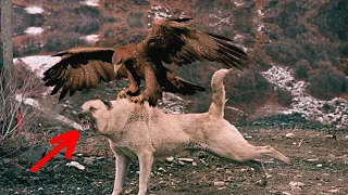 "Golden Eagle Fiercely Attacks Kangal Dog, but Ends Up Paying a High Price."