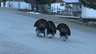 Turkeys of Riondel