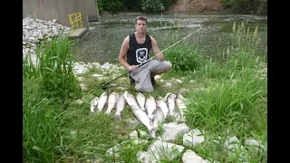 Catching Asian carp (invasive species)