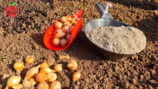 When planting onions, I always add this, that's why the heads are always big