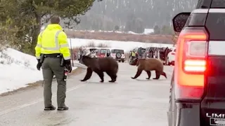 Why Did The Bear Cross The Road?