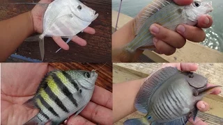 Multi-Species Fishing the Top of the Florida Reefs (Fort Lauderdale, FL)