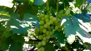 сорт винограда для начинающих  урожай 2015