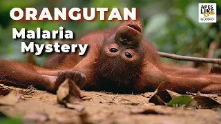 Orangutan Malaria Mystery - Research & Conservation Behind the Scenes