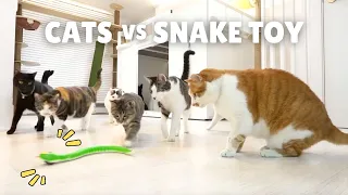 Cats vs Snake Cat Toy - Funny Reactions Compilation