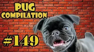 Pug Compilation 149 - Funny Dogs but only Pug Videos | Instapug