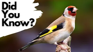 Things you need to know about the GOLDFINCH!