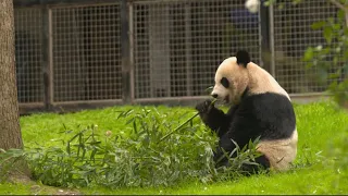 DC's pandas are being returned to China in November