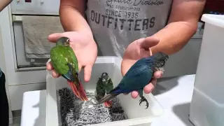 Violet Green-Cheek Conures