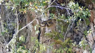 18+! Huge snakes (king cobras?) caught mating at Ora Beach in Seram, Indonesia