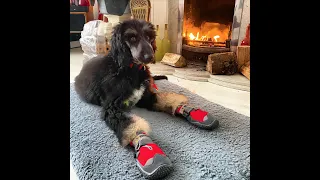 Afghan Hound Puppy Wearing Boots