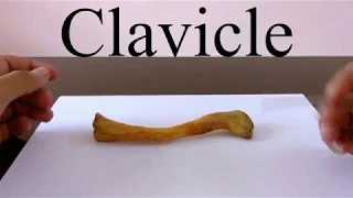 Clavicle bone anatomical features and attachments