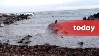 14 sperm whales found washed up dead on Australian island