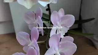 Первое домашнее цветение- орхидея Венецианский карнавал 👍