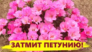 ЭТОТ ЦВЕТОК ЗАТМИТ ПЕТУНИЮ! Цветет все лето, неприхотливый в уходе!