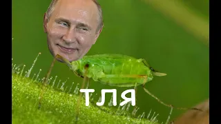 Старческая баллада (Gachi/Right version)