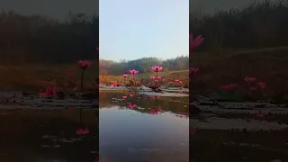 Beautiful Lotus flowers in village pond, attractive nature #shorts #nature #villagephotography